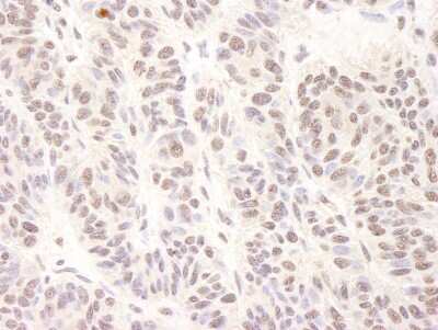 Immunohistochemistry: BTF Antibody [NB100-1704]