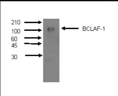 Western Blot: BTF Antibody (M33-P5B11)BSA Free [NBP2-50118]