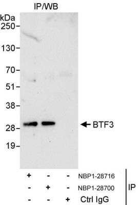 Immunoprecipitation: BTF3 Antibody [NBP1-28700]