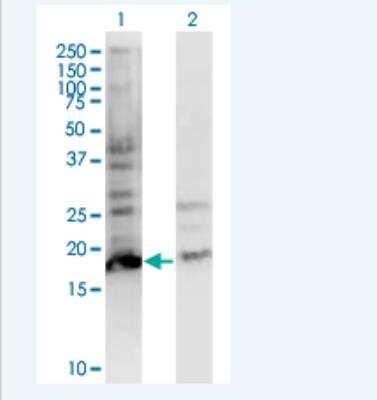 Western Blot: BTF3L4 Antibody (2G10) [H00091408-M05-100ug]