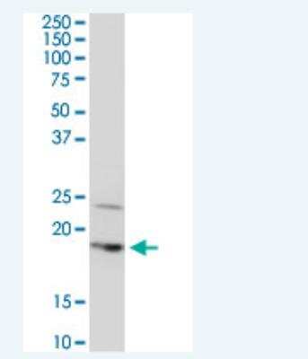 Western Blot: BTF3L4 Antibody (2G10) [H00091408-M05-100ug]