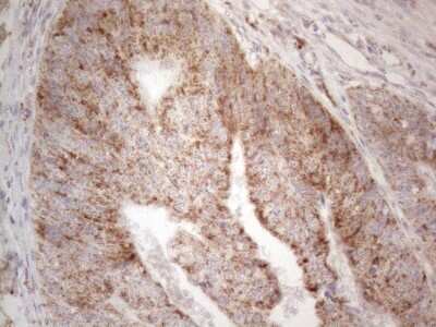 Immunohistochemistry: BTG2 Antibody (OTI4C10) [NBP2-46587]