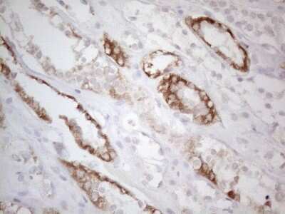 Immunohistochemistry: BTG2 Antibody (OTI4C10) [NBP2-46587]
