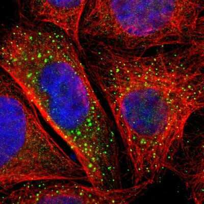 Immunocytochemistry/ Immunofluorescence: BTG2 Antibody [NBP1-81215]