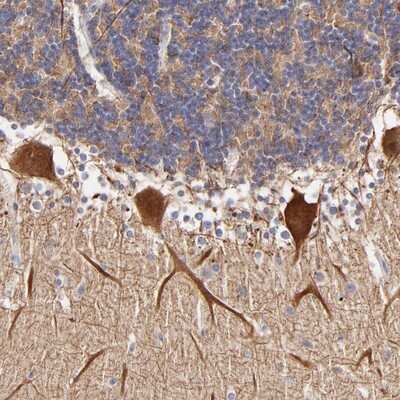 Immunohistochemistry-Paraffin: BTG2 Antibody [NBP1-81215]