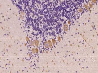 Immunohistochemistry-Paraffin: BTG2 Antibody [NBP2-97919]