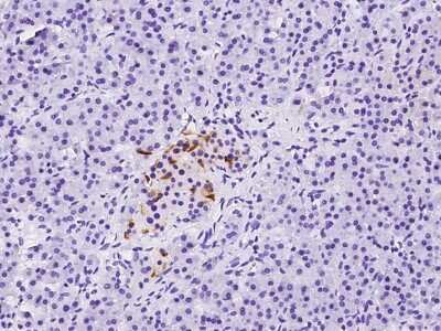 Immunohistochemistry-Paraffin: BTG3 Antibody [NBP2-97381]