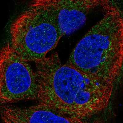 Immunocytochemistry/ Immunofluorescence: BTG4 Antibody [NBP2-58040]