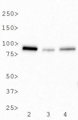 Western Blot: BTK Antibody (7F12H4)Azide and BSA Free [NBP2-80605]