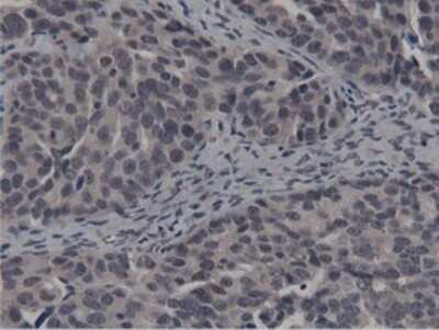 Immunohistochemistry-Paraffin: BTN1A1/Butyrophilin Antibody (OTI7B5) [NBP2-02864]