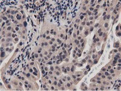 Immunohistochemistry-Paraffin: BTN1A1/Butyrophilin Antibody (OTI7B5) [NBP2-02864]