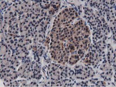 Immunohistochemistry-Paraffin: BTN1A1/Butyrophilin Antibody (OTI7B5) [NBP2-02864]