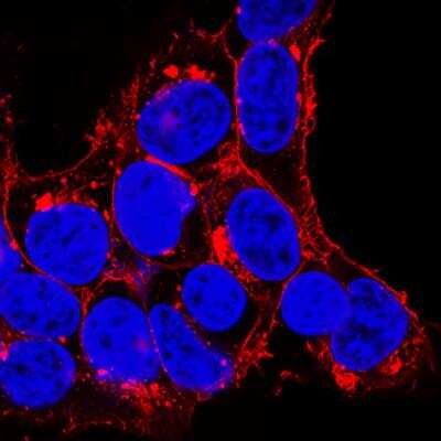 Immunocytochemistry/ Immunofluorescence: BTN1A1/Butyrophilin Antibody (2151C) - Azide and BSA Free [MAB8467]