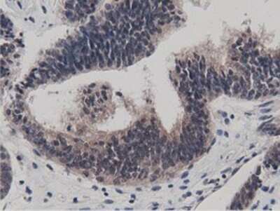 Immunohistochemistry: BTN1A1/Butyrophilin Antibody (OTI7B5) - Azide and BSA Free [NBP2-70299]