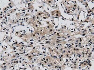 Immunohistochemistry: BTN1A1/Butyrophilin Antibody (OTI7B5) - Azide and BSA Free [NBP2-70299]