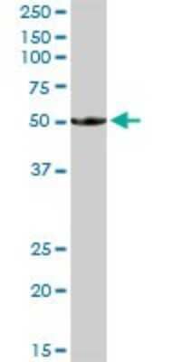 Western Blot: BTN1A1/Butyrophilin Antibody [H00000696-D01P]