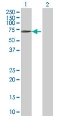 Western Blot: BTN1A1/Butyrophilin Antibody [H00000696-D01P]