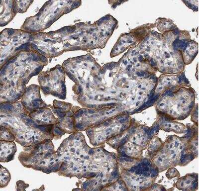 Immunohistochemistry-Paraffin: BTN2A1 Antibody [NBP1-88504]