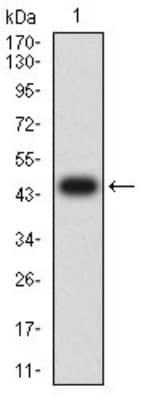 Western Blot: BTN2A2/Butyrophilin 2 Antibody (4B11C8)BSA Free [NBP2-61718]