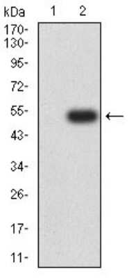 Western Blot: BTN2A2/Butyrophilin 2 Antibody (4B11C8)BSA Free [NBP2-61718]