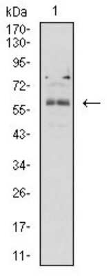 Western Blot: BTN2A2/Butyrophilin 2 Antibody (4B11C8)BSA Free [NBP2-61718]