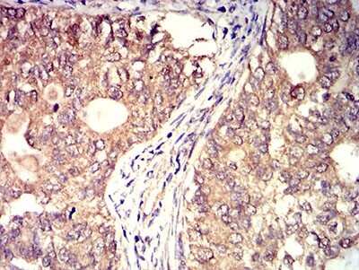 Immunohistochemistry-Paraffin: BTN2A2/Butyrophilin 2 Antibody (6C7D2) - BSA Free [NBP2-61717]