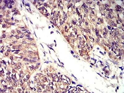 Immunohistochemistry-Paraffin: BTN2A2/Butyrophilin 2 Antibody (6C7D2) - BSA Free [NBP2-61717]