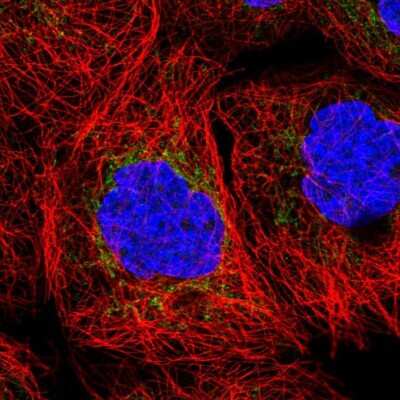 Immunocytochemistry/ Immunofluorescence: BTN2A2/Butyrophilin 2 Antibody [NBP2-14367]