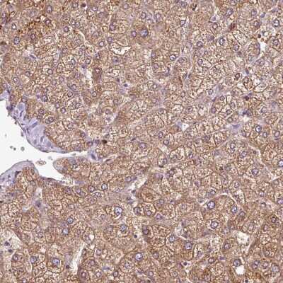 Immunohistochemistry-Paraffin: BTN2A2/Butyrophilin 2 Antibody [NBP2-14367]