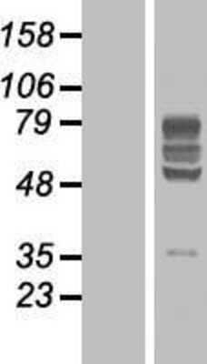 Western Blot: BTN2A2/Butyrophilin 2 Overexpression Lysate [NBP2-04909]