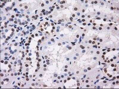 Immunohistochemistry: BTN3A2 Antibody (OTI1A6) - Azide and BSA Free [NBP2-71678]
