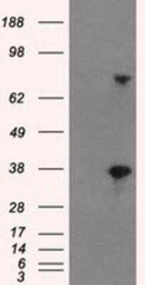 Western Blot: BTN3A2 Antibody (OTI1A6)Azide and BSA Free [NBP2-71678]