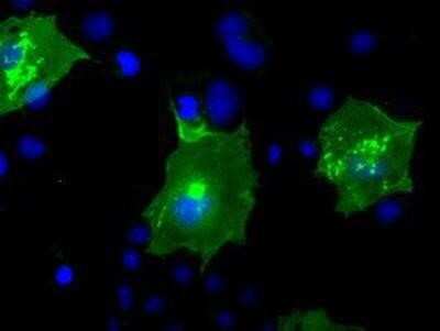 Immunocytochemistry/ Immunofluorescence: BTN3A2 Antibody (OTI1A6) [NBP2-02151]