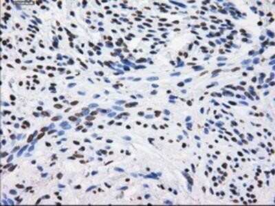 Immunohistochemistry-Paraffin: BTN3A2 Antibody (OTI1A6) [NBP2-02151]