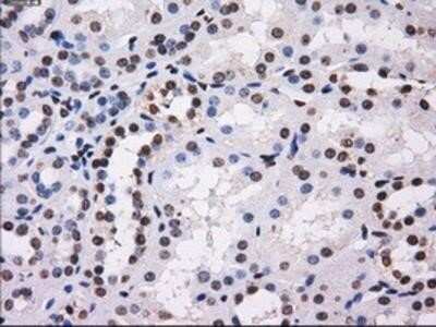 Immunohistochemistry-Paraffin: BTN3A2 Antibody (OTI1A6) [NBP2-02151]