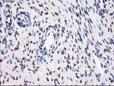 Immunohistochemistry-Paraffin: BTN3A2 Antibody (OTI1A6) [NBP2-02151]