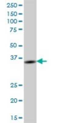 Western Blot: BTN3A2 Antibody [H00011118-B01P]