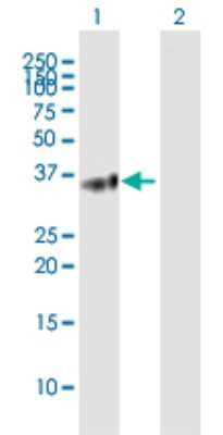 Western Blot: BTN3A2 Antibody [H00011118-B01P]