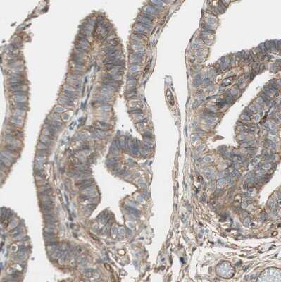 Immunohistochemistry-Paraffin: BTN3A3 Antibody [NBP1-88509]