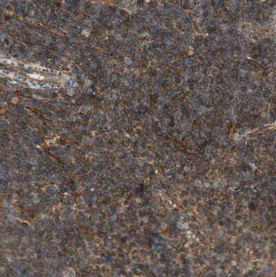 Immunohistochemistry-Paraffin: BTN3A3 Antibody [NBP1-88509]