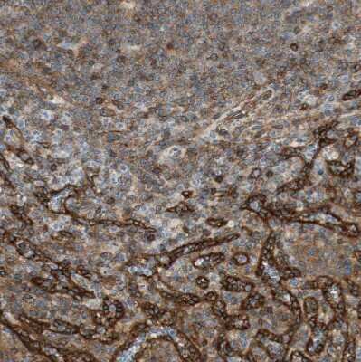 Immunohistochemistry-Paraffin: BTN3A3 Antibody [NBP1-88509]