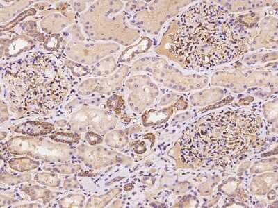 Immunohistochemistry-Paraffin: BTN3A3 Antibody [NBP2-97920]