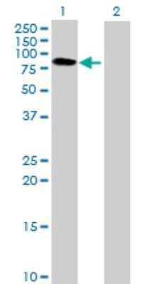 Western Blot: BTN3A3 Antibody [H00010384-B01P]