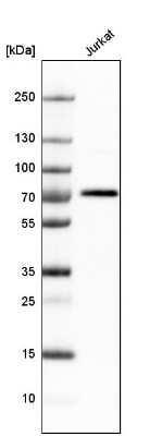 Western Blot: BTN3A3 Antibody [NBP1-88509]