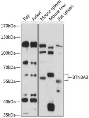 Western Blot: BTN3A3 AntibodyAzide and BSA Free [NBP3-05080]