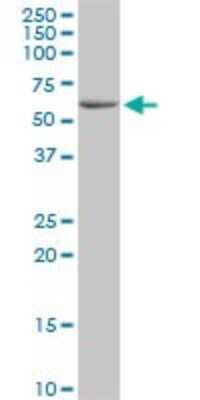 Western Blot: BTNL3 Antibody [H00010917-B01P]