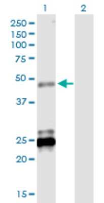 Western Blot: BTNL3 Antibody [H00010917-B01P]