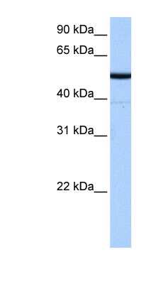 Western Blot: BTNL8 Antibody [NBP1-70424]