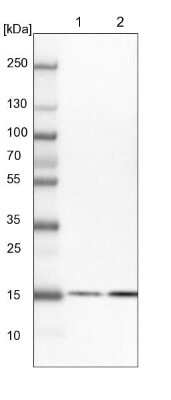 Western Blot: BUD31 Antibody [NBP1-84010]