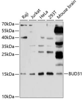 Western Blot: BUD31 AntibodyAzide and BSA Free [NBP2-92066]